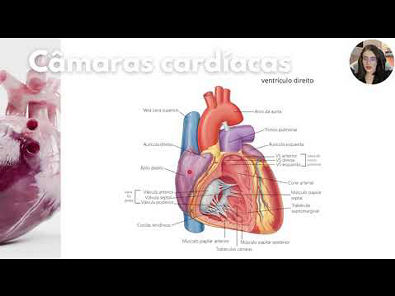 Anatomia do Coração - Câmaras Cardíacas