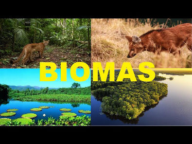 Síntese principais biomas brasileiros são: Amazônia, Mata Atlântica, Cerrado, Caatinga