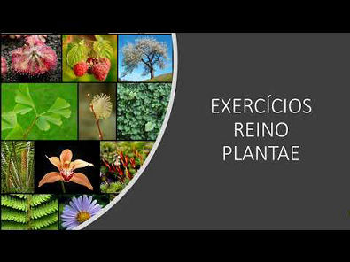 EXERCÍCIOS REINO PLANTAE