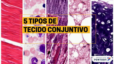 Conhecendo Os Tecidos Conjuntivos - Histologia